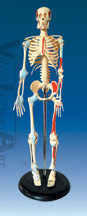 The color model of human skeleton with enthesis of muscles